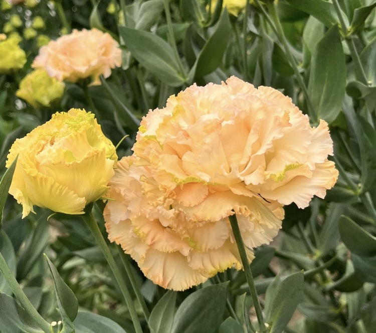 長野県千曲市から世界を魅了するリシアンサス