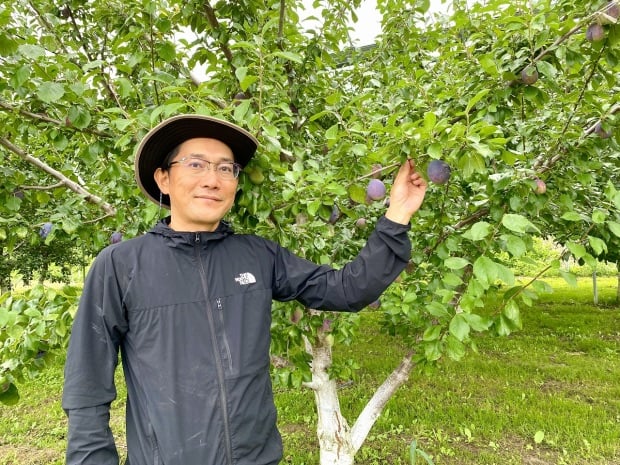 甘くて大玉のプルーン オータムキュート を食べたい 農畜産物 長野県のおいしい食べ方 甘くて大玉のプルーン オータムキュート を食べたい 農畜産物 長野県のおいしい食べ方
