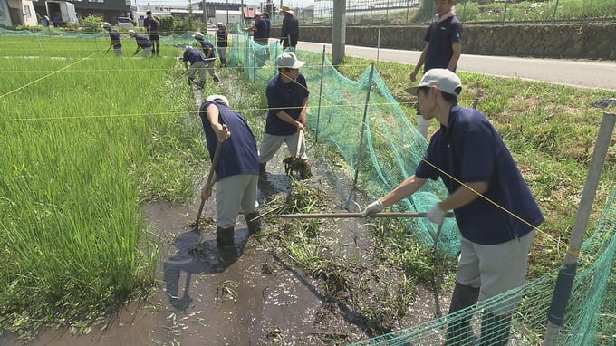 草刈りを使った水田除草
