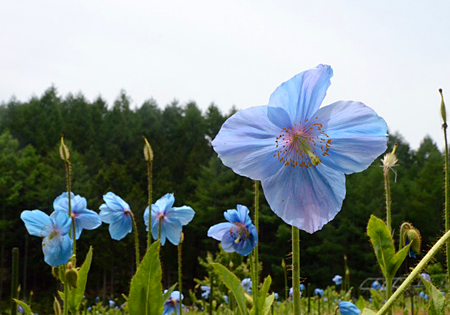 大鹿村へ「ヒマラヤの青いケシ」に会いに｜長野県のおいしい食べ方
