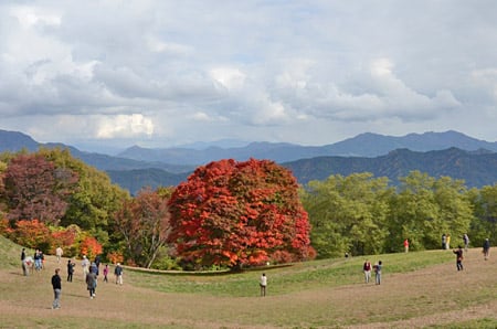 20121107kaede.jpg