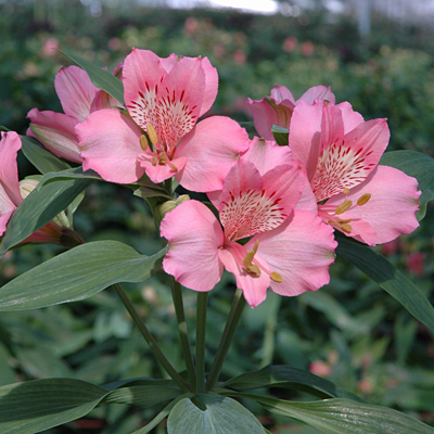 日本一を誇る艶やかで小悪魔的な花｜農畜産物｜長野県のおいしい食べ方