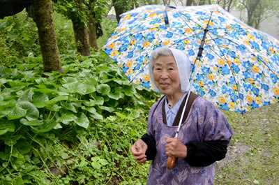 85歳、元気に陸ワサビを育てています！｜農畜産物｜長野県のおいしい