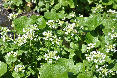 信州花めぐり♪安曇野でわさびの花を味わう｜農畜産物｜長野県の