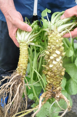 信州花めぐり♪安曇野でわさびの花を味わう｜農畜産物｜長野県の