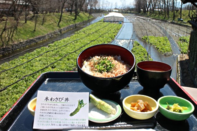 信州花めぐり♪安曇野でわさびの花を味わう｜農畜産物｜長野県の