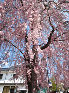 20140423reki03.jpg