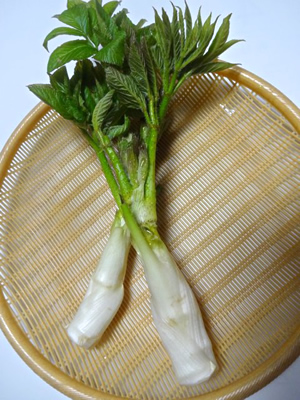 簡単レシピで旬のウドを丸ごと食べたい!|農畜産物|長野県のおいしい食べ方