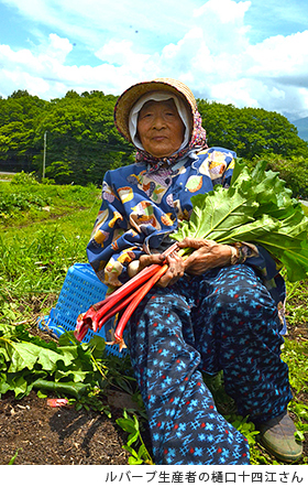 健康野菜で元気な町づくり！八ヶ岳山麓の真っ赤なルバーブ｜農畜産物