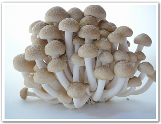 20151028otkme16.jpg
