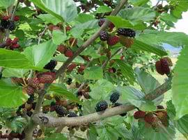 新しくて懐かしい「桑の実」