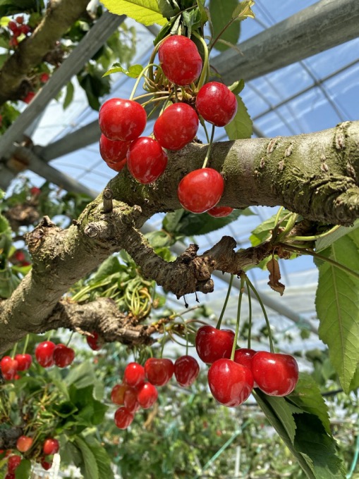 ルビーのように美しい！真っ赤なサクランボはこうつくる｜農畜産物