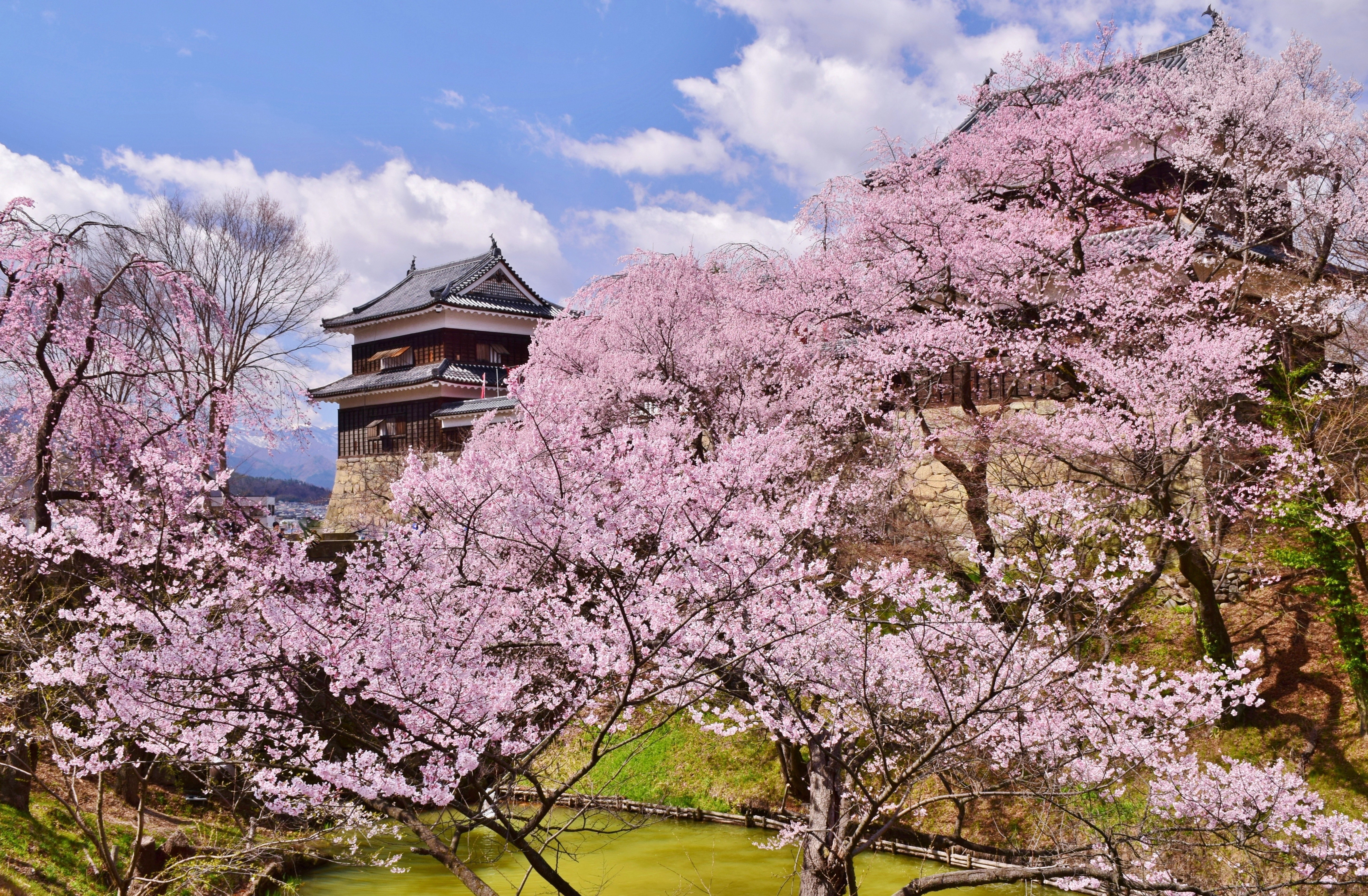 花もだんごも楽しみたい。長野のお花見スポットと直売所（桜編）