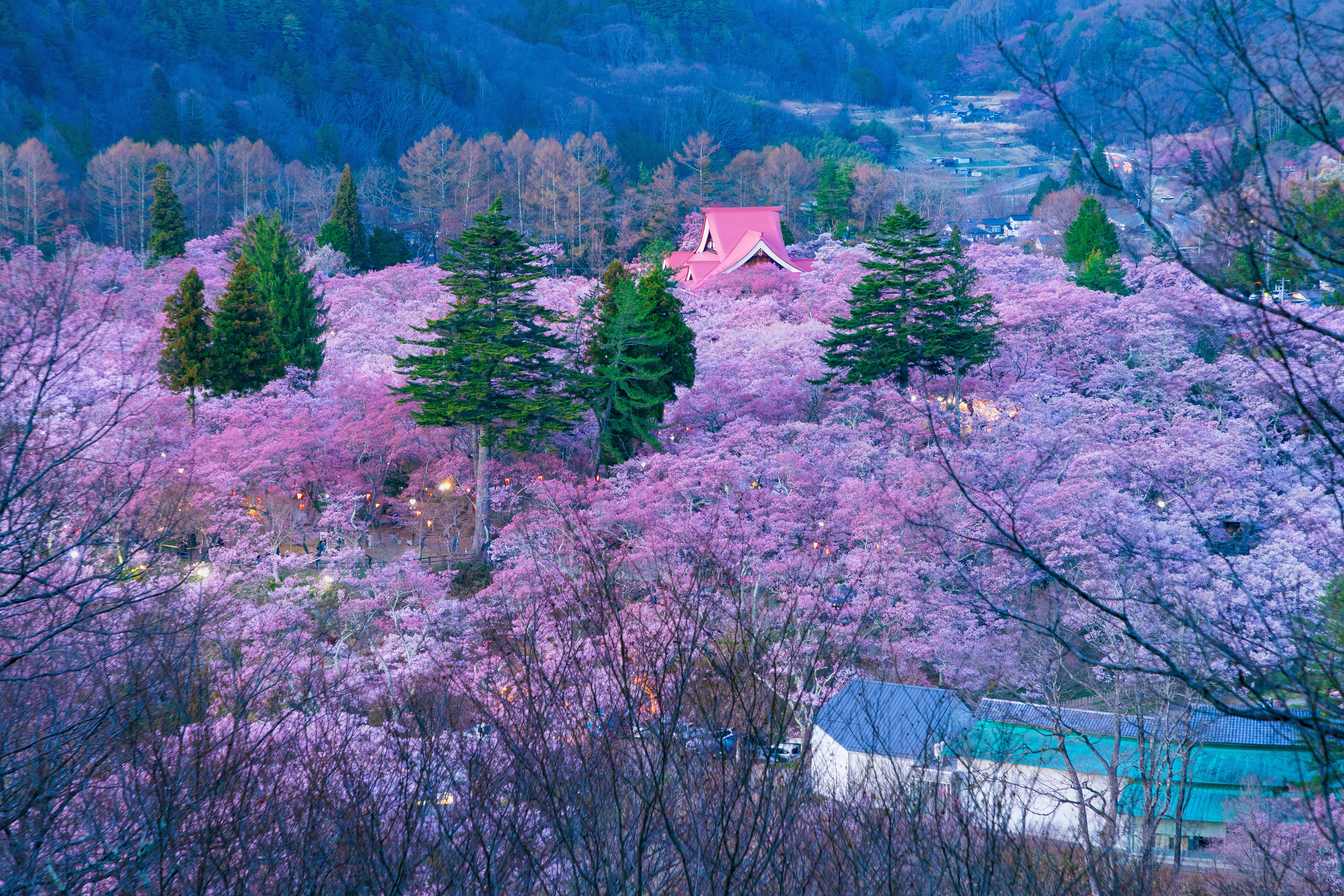 花もだんごも楽しみたい。長野のお花見スポットと直売所（桜編）