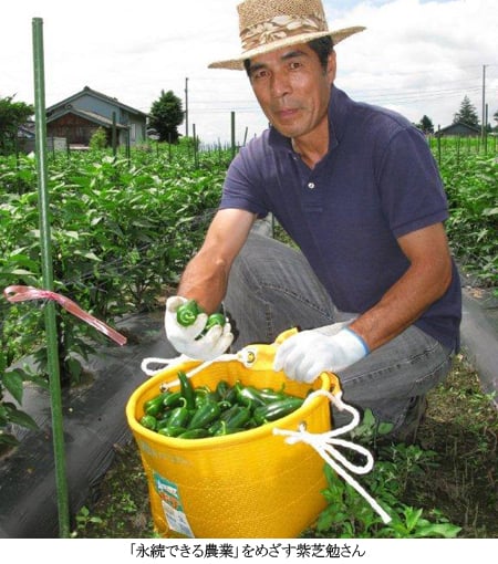 ピリ辛の青い唐辛子「ハラペーニョ」｜農畜産物｜長野県のおいしい食べ方