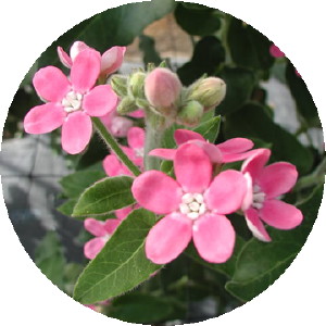 オキシペタルムを25年栽培し続けてきた彼｜農畜産物｜長野県の