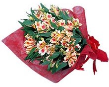 alstroemeria.jpg