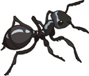 ant.jpg