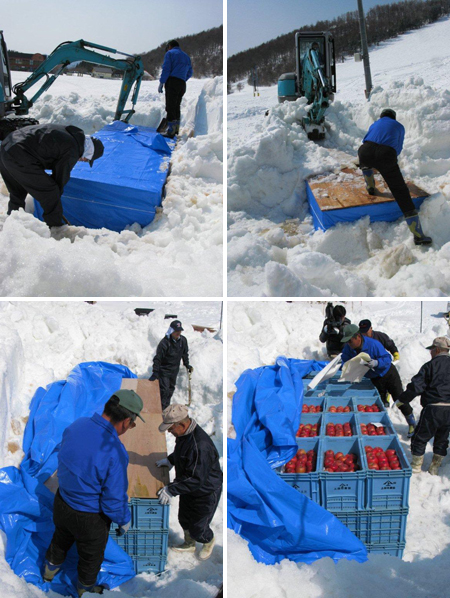 菅平高原4月生まれ、秀逸の「雪中埋蔵りんご」｜農畜産物｜長野県の