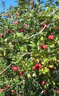 apple_tree.jpg