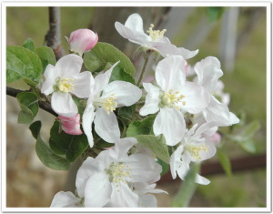 appleflowers.jpg