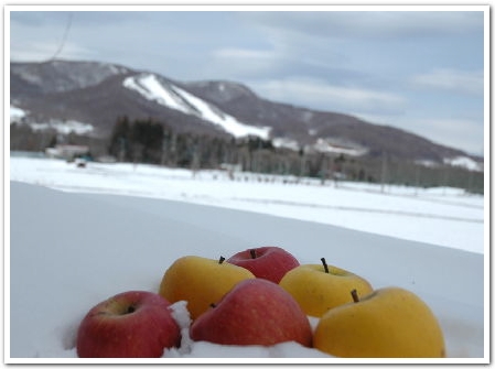 apples_in_the_snow_b.jpg