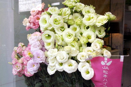 信州の花を買いに松本まで来てみてください｜地域情報｜長野県の