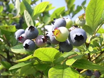 blueberries1.jpg