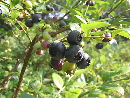 blueberries3.jpg