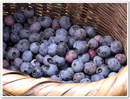 blueberries_top.jpg