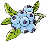 blueberry.jpg
