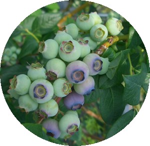 blueberry_2.jpg