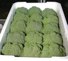 broccoli_a.jpg