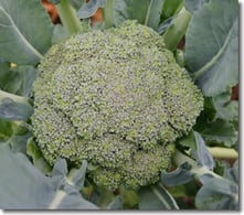 broccoli_c.jpg