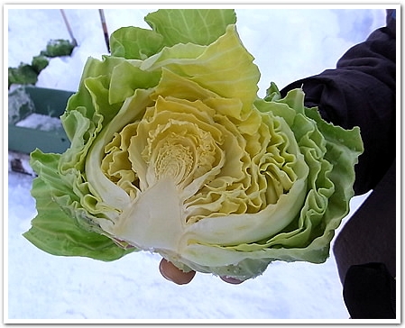 cabbage_in_snow_top.jpg