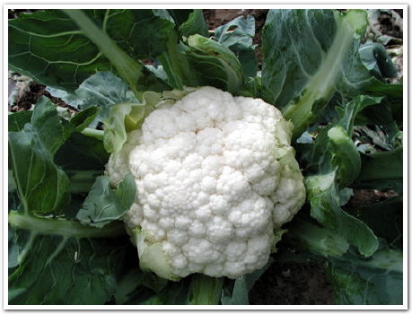 cauliflower_top.jpg