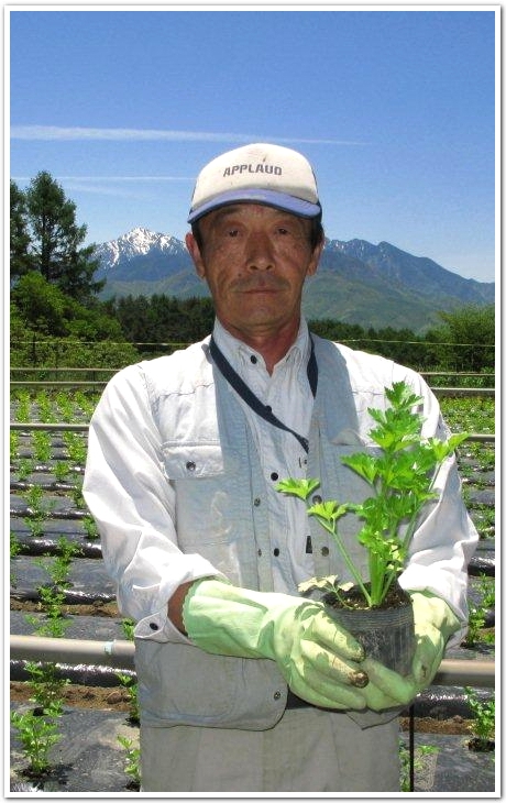 おいしいセルリーは8月までお待ちください 農畜産物 長野県のおいしい食べ方 おいしいセルリーは8月までお待ちください 農畜産物 長野県のおいしい食べ方