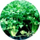 celeryplants.jpg