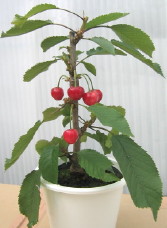 cherry_tree_1.jpg