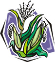 corn.jpg