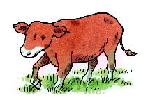 cow.jpg