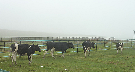 cows_on_the_run.jpg