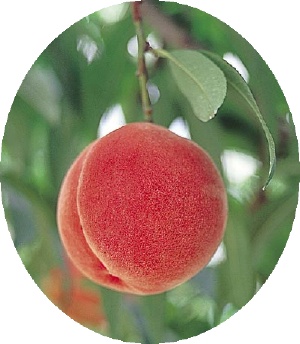eat_this_peach.jpg