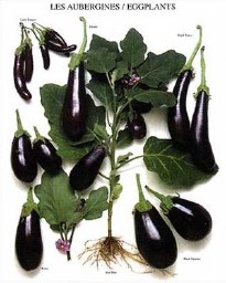 eggplant.jpg