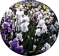 g_iris.jpg