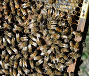 ミツバチと女王蜂（中央上）