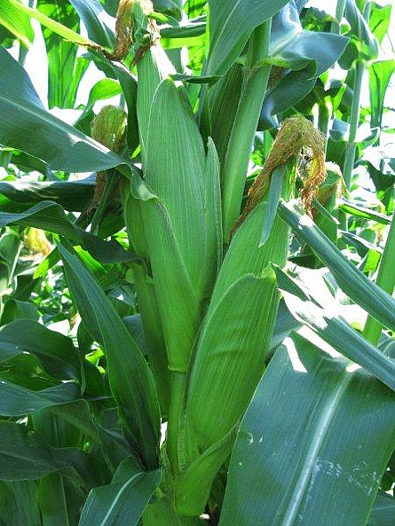 harvest_corn.jpg