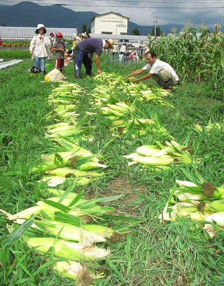 額に汗して収穫の喜びをみんなで分けあった｜長野県のおいしい食べ方