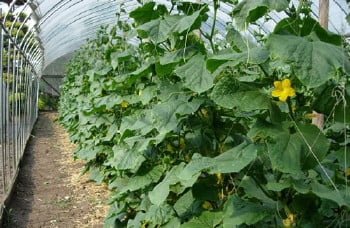 信州伝統野菜八町きゅうりの盛衰と復活の道｜地域情報｜長野県のおいしい食べ方