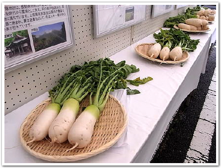あまもっくらなねずみ大根が輝いて見えた日｜農畜産物｜長野県の